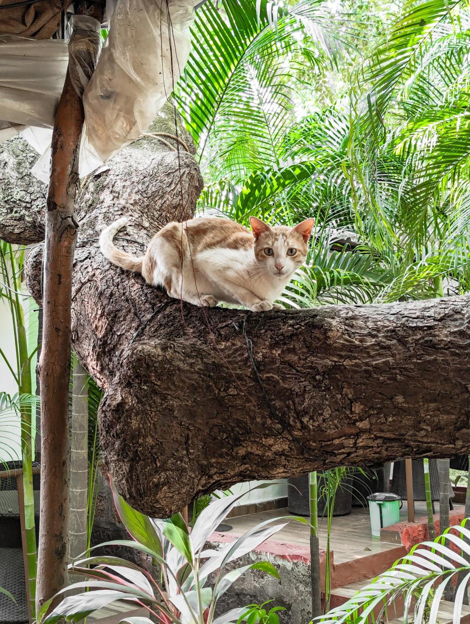Nature Of อารัมบล ภายนอก รูปภาพ